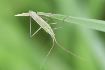 <i>Megaloceroea recticornis</i>
