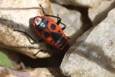 <i>Pyrrhocoris apterus</i>