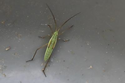 <i>Notostira</i>