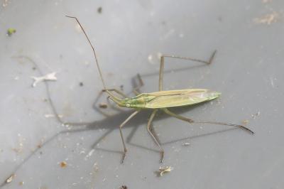 <i>Megaloceroea recticornis</i>