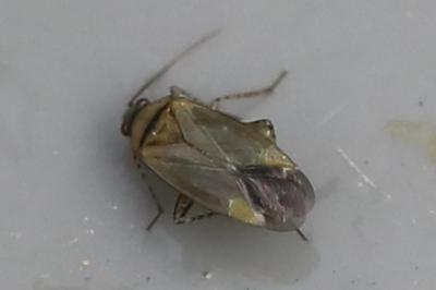 <i>Plagiognathus arbustorum</i>
