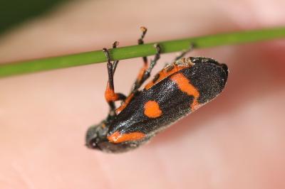 <i>Cercopis intermedia</i>