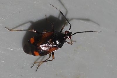 <i>Deraeocoris ruber</i>