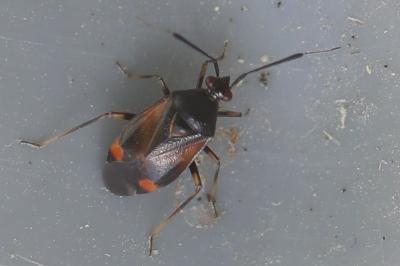 <i>Deraeocoris ruber</i>