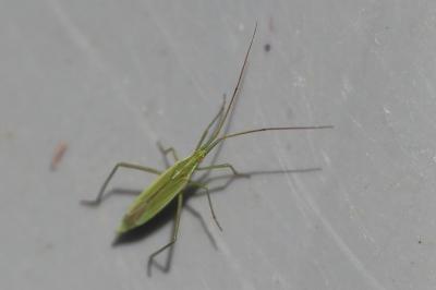 <i>Megaloceroea recticornis</i>