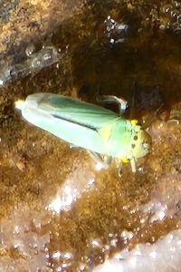 <i>Cicadella viridis</i>