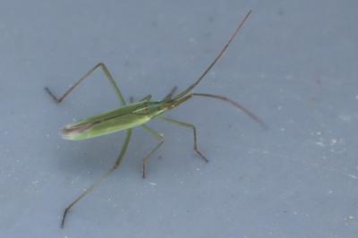 <i>Megaloceroea recticornis</i>