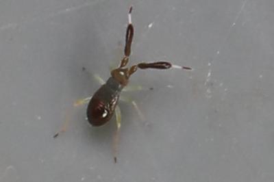 <i>Heterotoma planicornis</i>