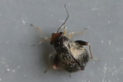 <i>Halticus saltator</i>