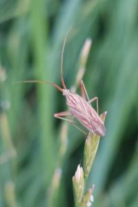 <i>Miridius quadrivirgatus</i>