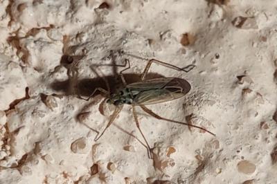 <i>Oncotylus viridiflavus</i>