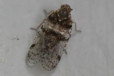 <i>Cixius</i>