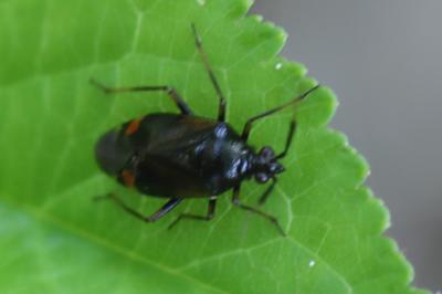 <i>Deraeocoris ruber</i>