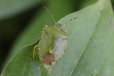 <i>Palomena prasina</i>