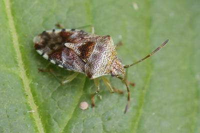 <i>Elasmucha grisea</i>