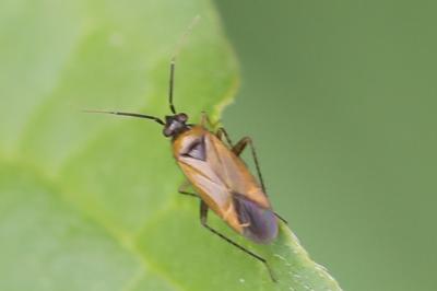 <i>Plagiognathus arbustorum</i>