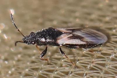<i>Metopoplax ditomoides</i>