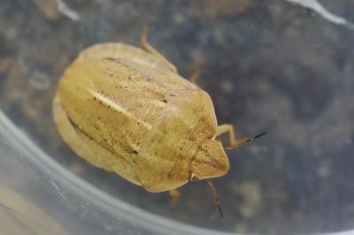 <i>Eurygaster austriaca</i>