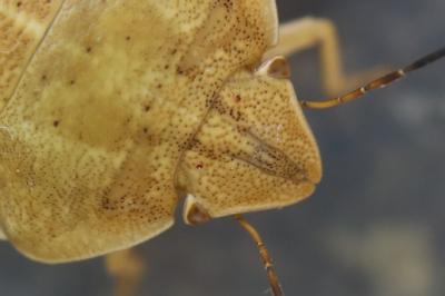 <i>Eurygaster austriaca</i>