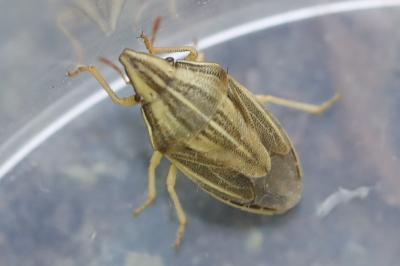 <i>Aelia acuminata</i>