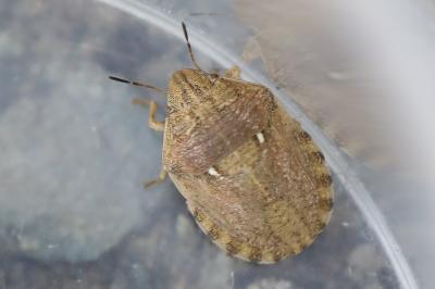 <i>Eurygaster maura</i>