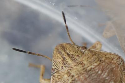 <i>Eurygaster maura</i>