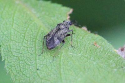 <i>Heterocordylus</i>