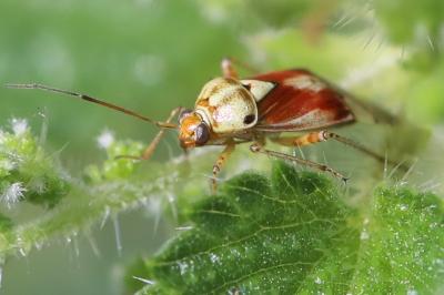 <i>Lygus pratensis</i>