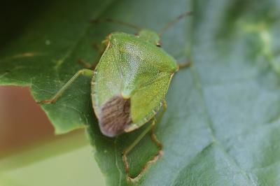 <i>Palomena prasina</i>