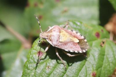 <i>Dolycoris baccarum</i>