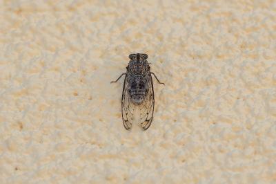 <i>Tibicina picta</i>