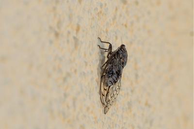 <i>Tibicina picta</i>