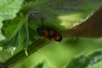 <i>Cercopis vulnerata</i>
