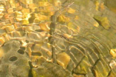 <i>Aquarius najas</i>