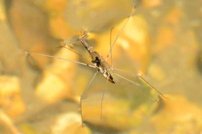 <i>Aquarius najas</i>