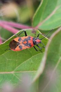<i>Corizus hyoscyami</i>