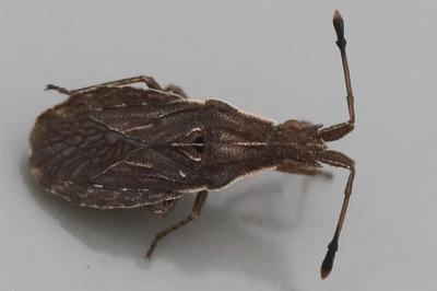 <i>Spathocera</i>