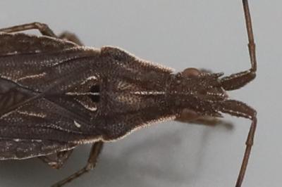 <i>Spathocera</i>