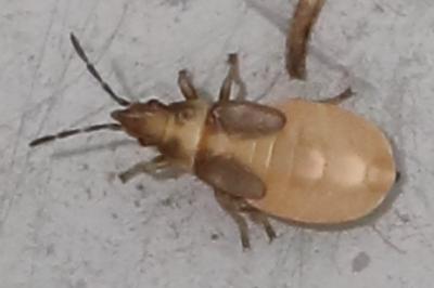 <i>Oxycarenus pallens</i>