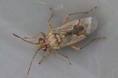 <i>Nysius</i>
