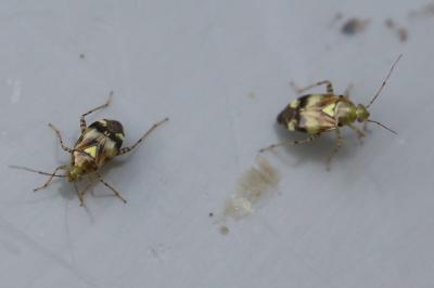 <i>Liocoris tripustulatus</i>