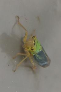 <i>Cicadella viridis</i>