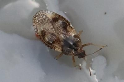 <i>Dictyla humuli</i>
