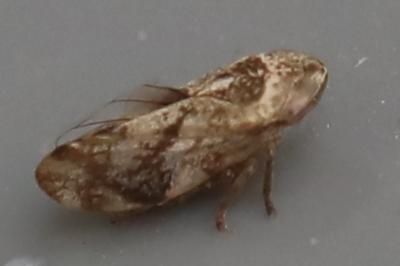 <i>Philaenus spumarius</i>