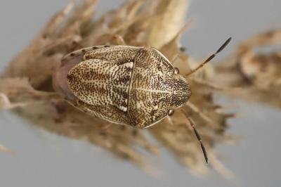 <i>Neottiglossa leporina</i>