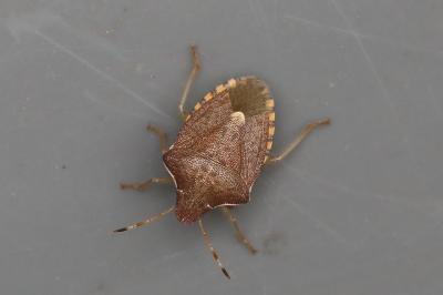 <i>Peribalus strictus vernalis</i>