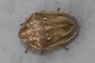 <i>Neottiglossa leporina</i>