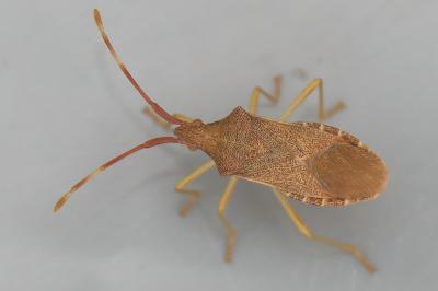 <i>Gonocerus acuteangulatus</i>