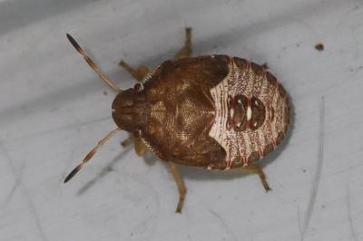 <i>Peribalus strictus</i>
