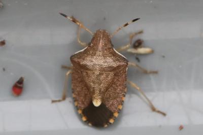<i>Peribalus strictus vernalis</i>